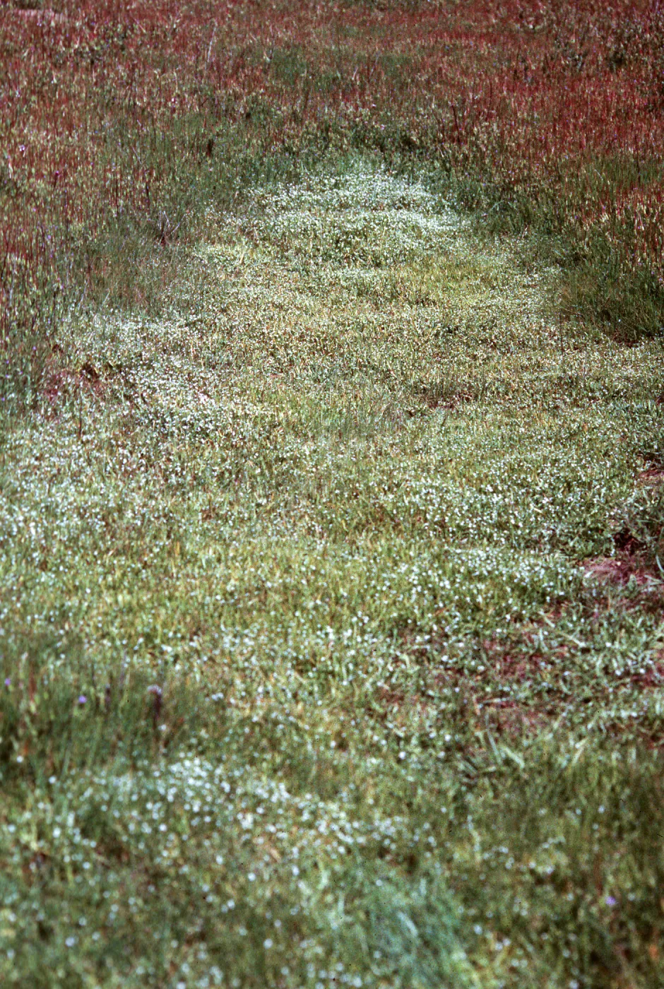 vernal pool, Hunter-Liggett, April, 1996
