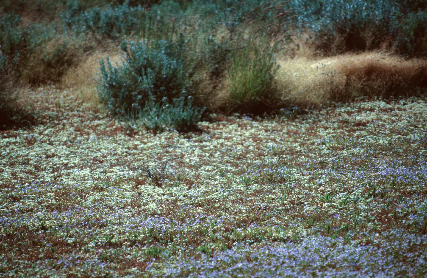vernal pool, Sierra Valley
