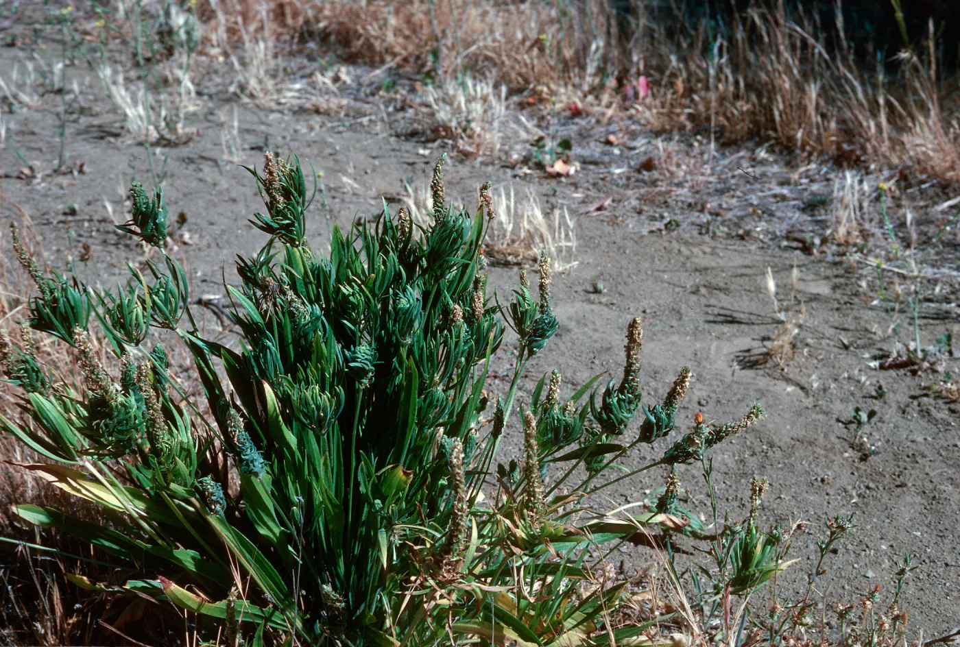 Plantago