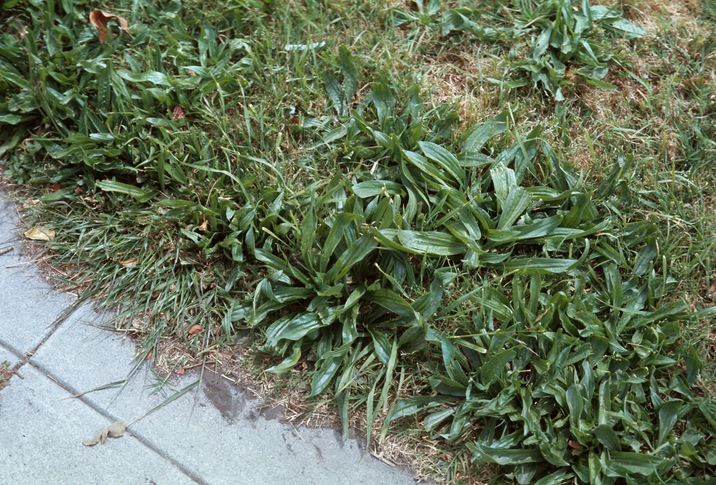 Plantago