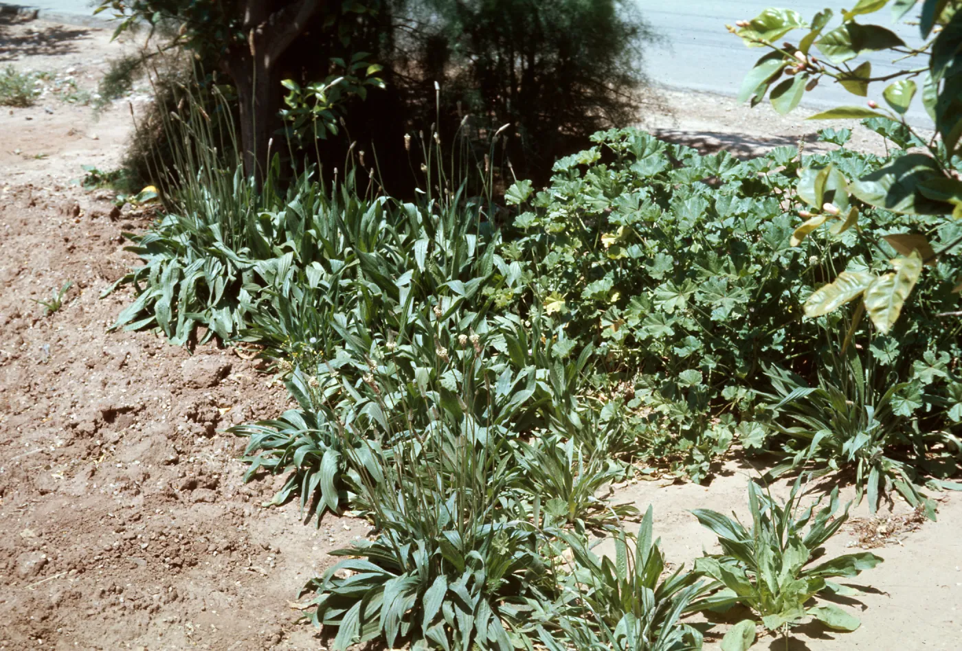 Polygonum aviculare