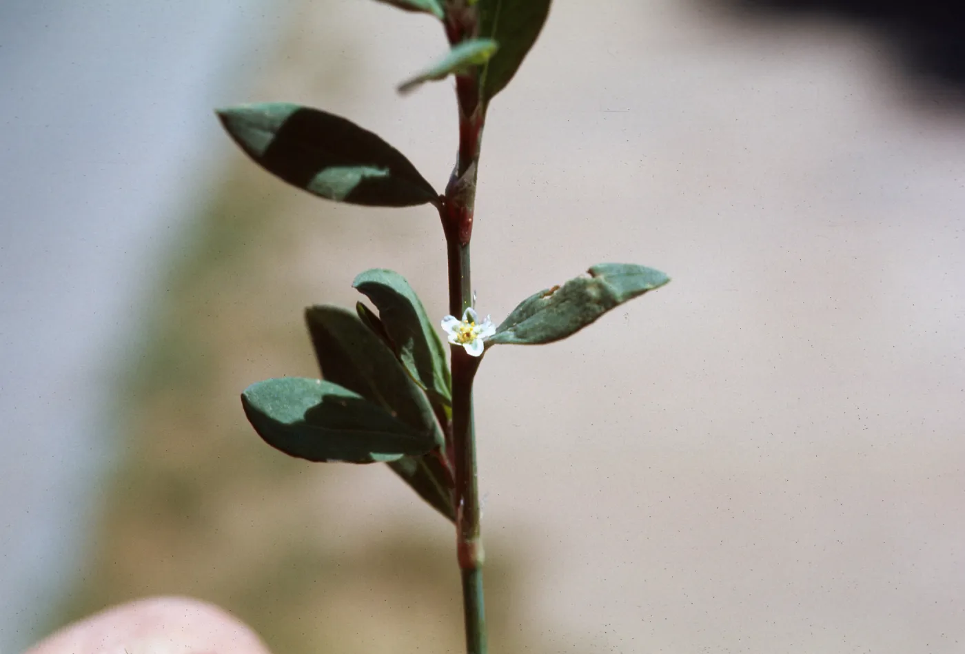 Polygonum aviculare