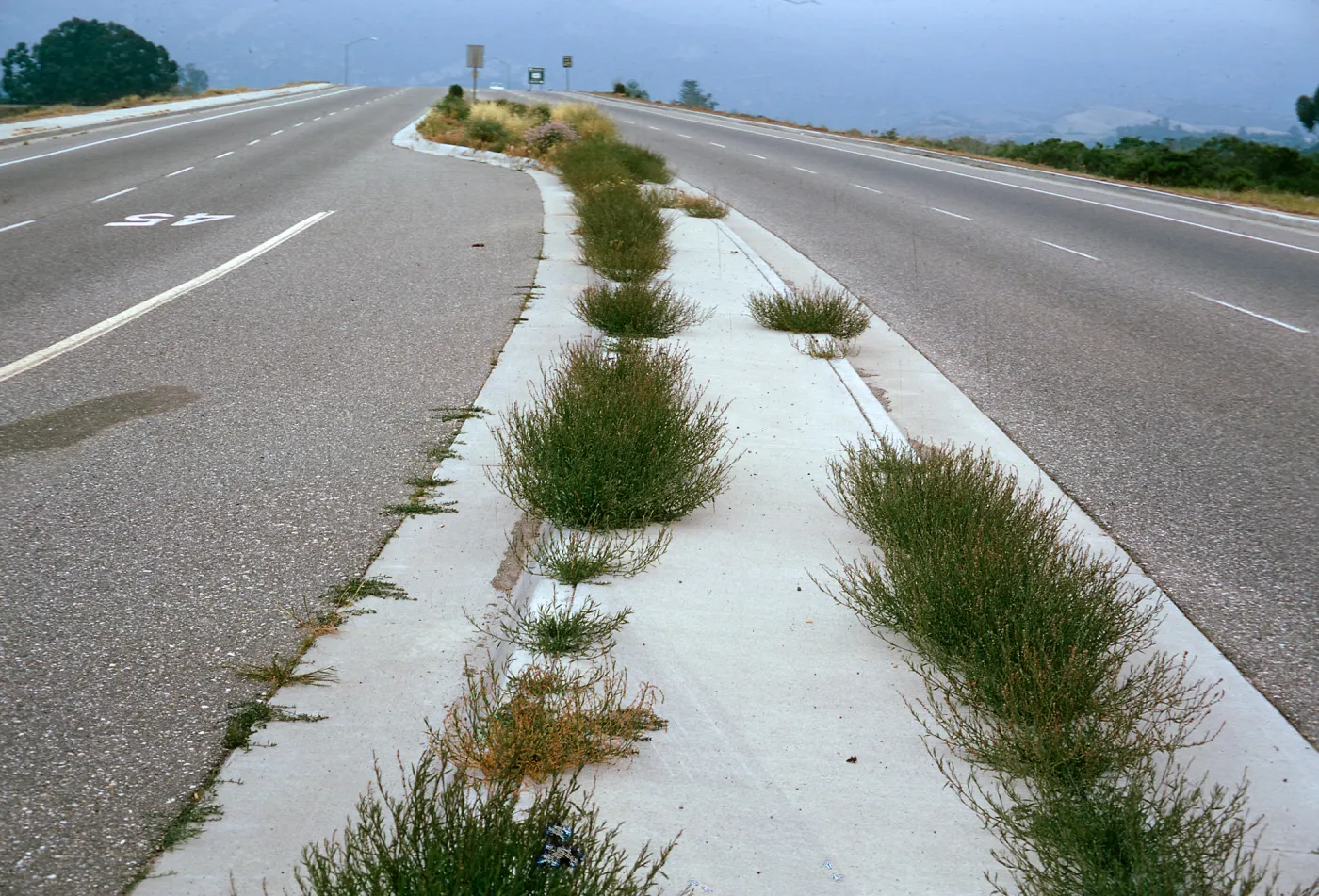 Polygonum aviculare