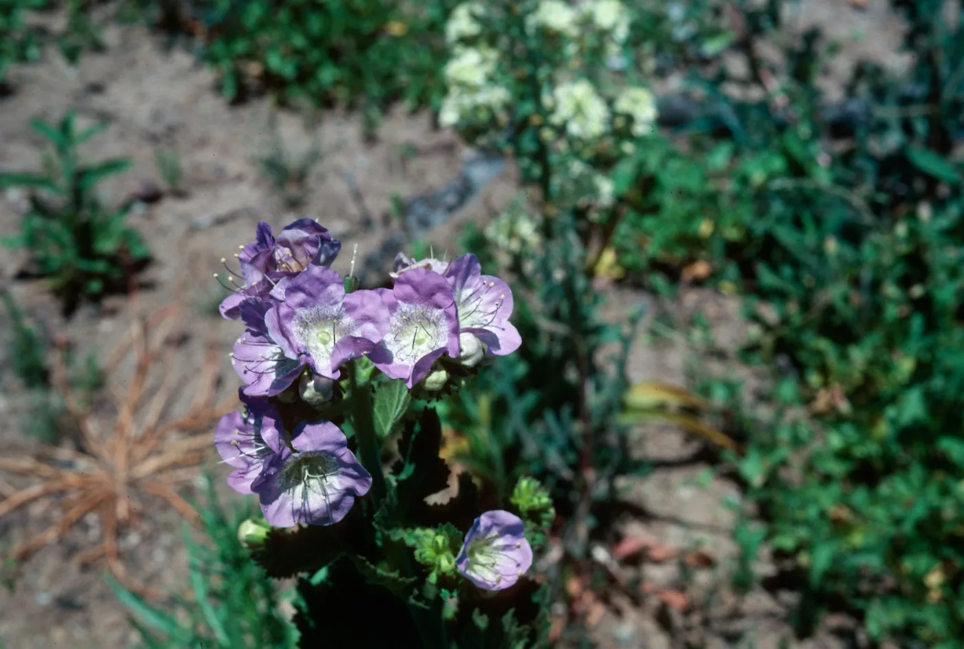 Phacelia grandiflora