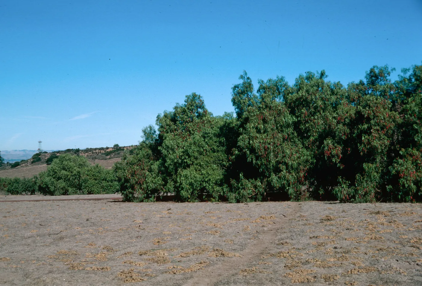 Pepper, Orcutt