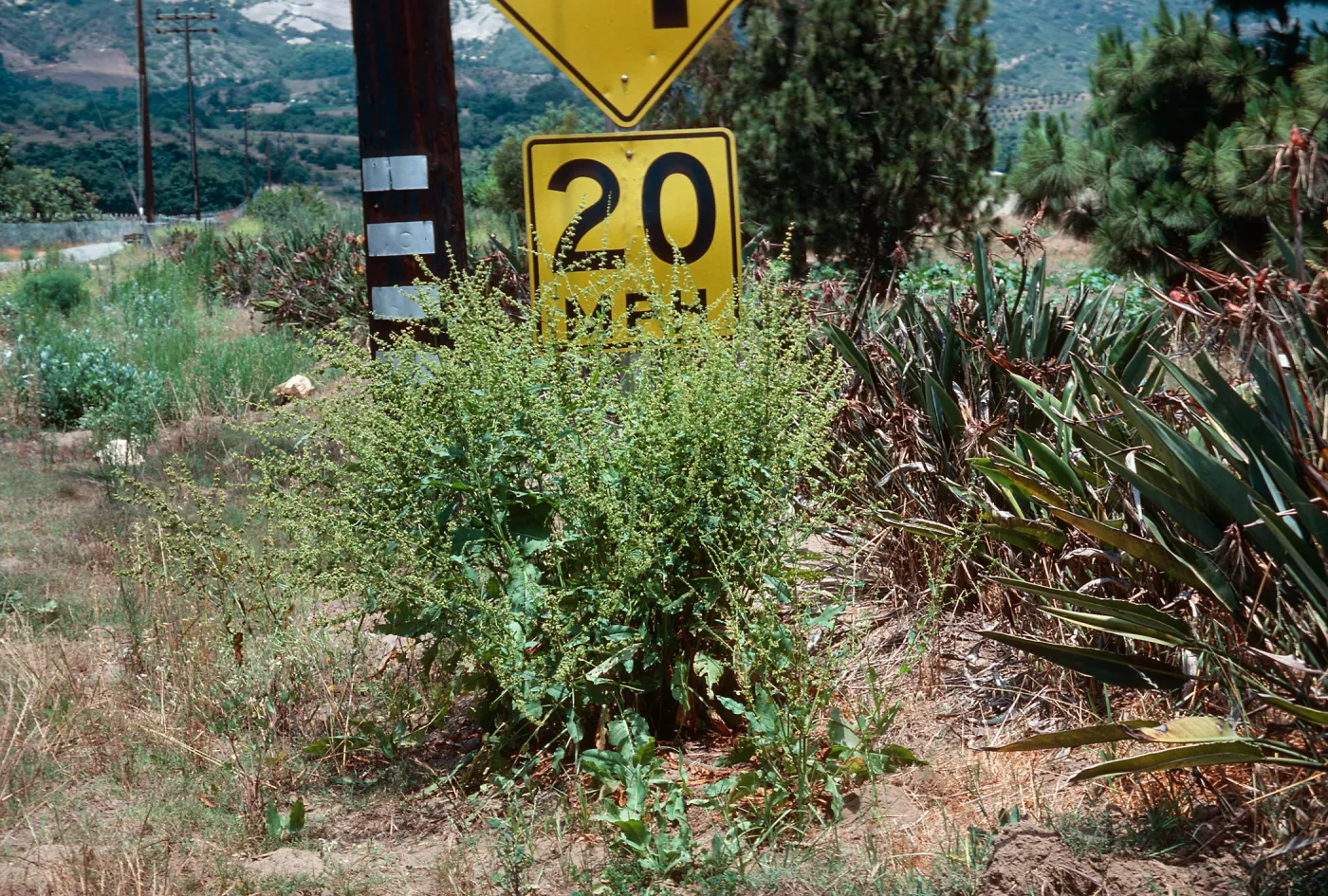 Rumex kerneri, Carpinteria school