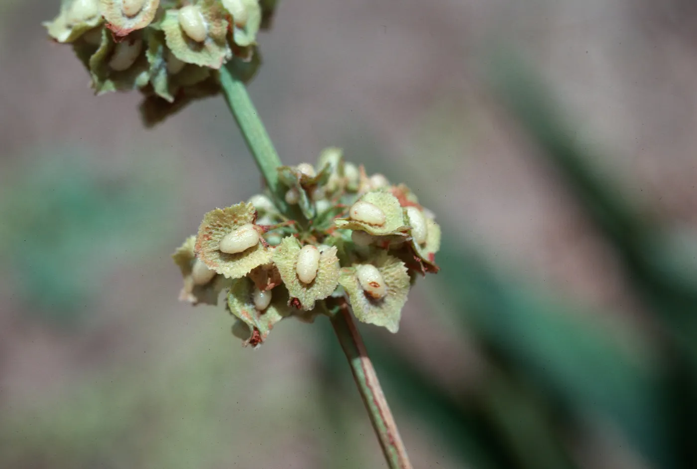 Rumex kerneri fruit, Carpinteria