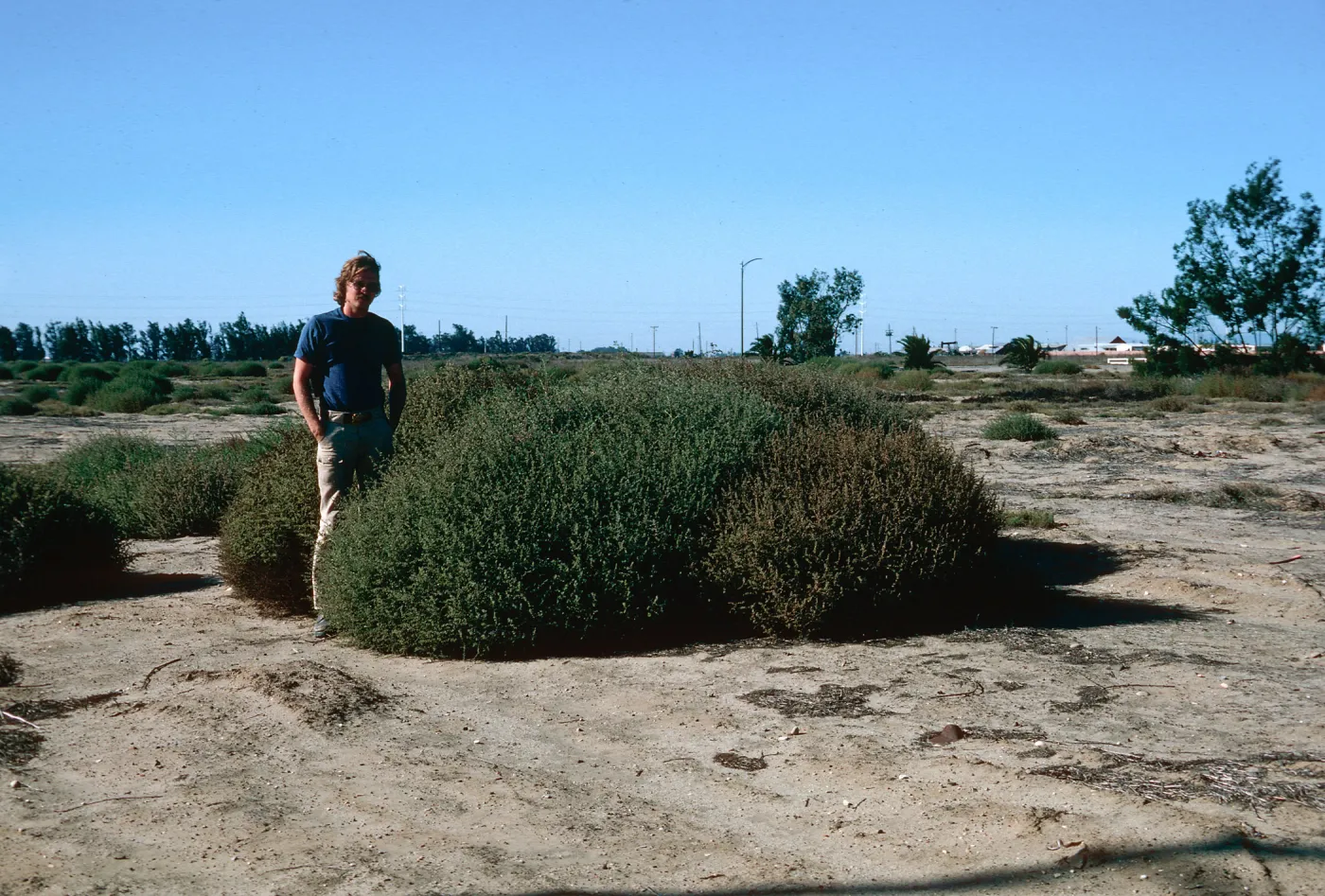 Salsola, Santa Maria