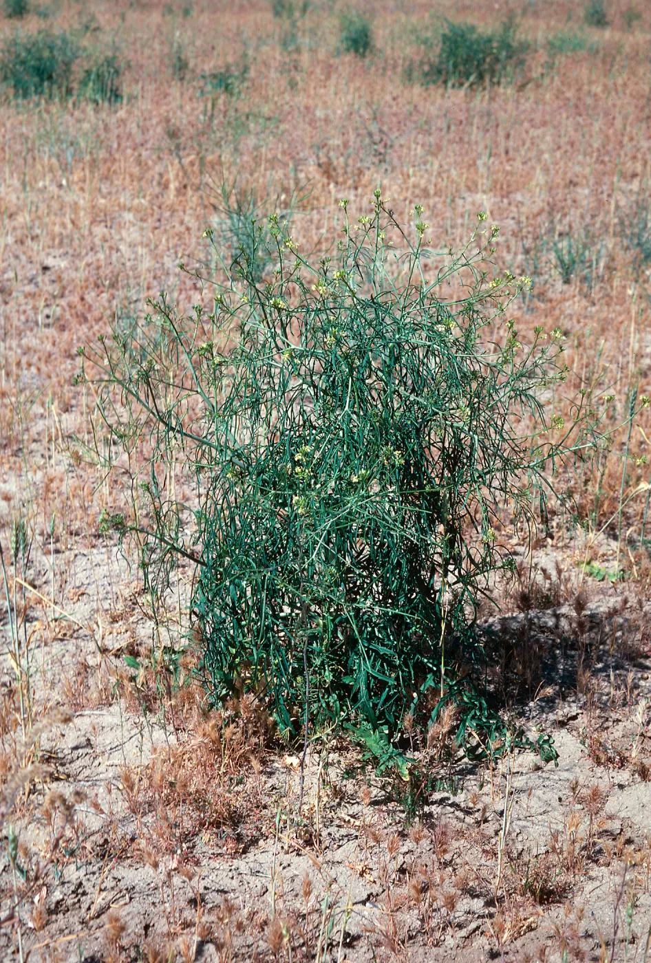 Sisymbrium, Ballinger, Hwy. 33