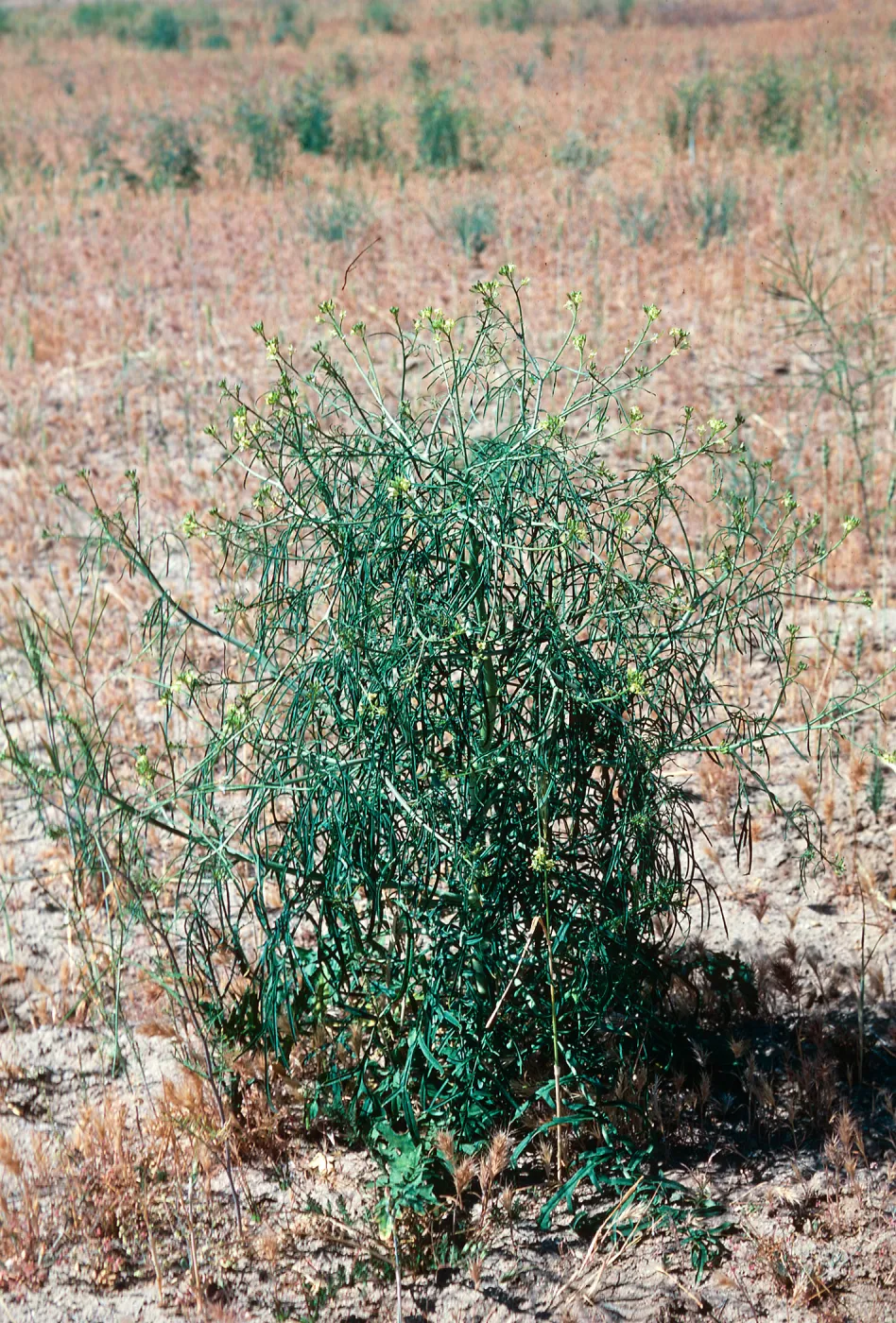 Sisymbrium, Ballinger, Hwy. 33