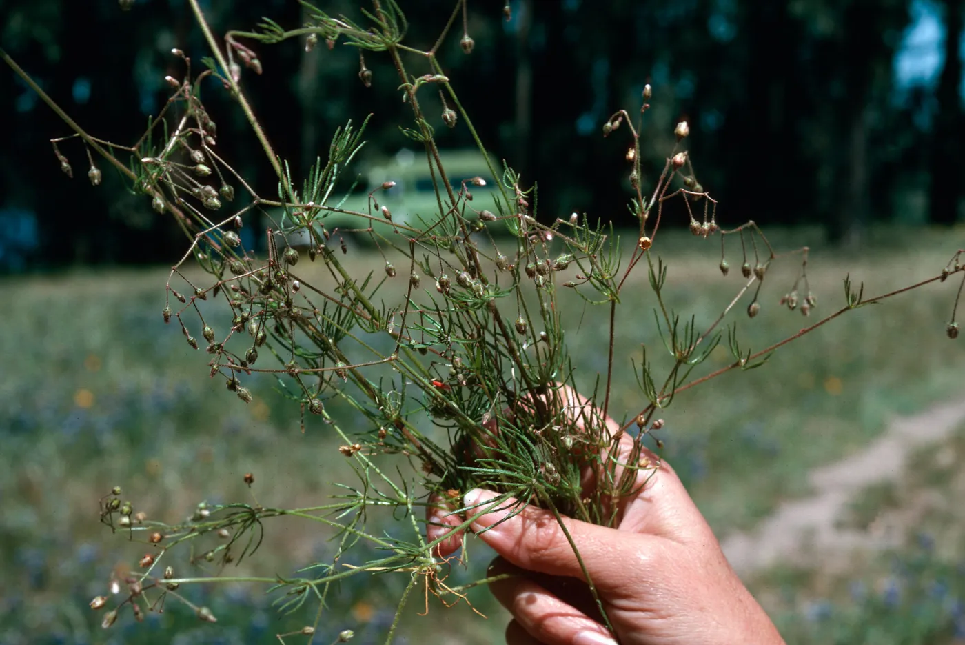 Spergularia, Black Lake (Nipomo)