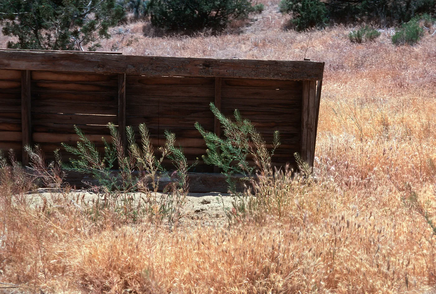 Sisymbrium, Ballinger