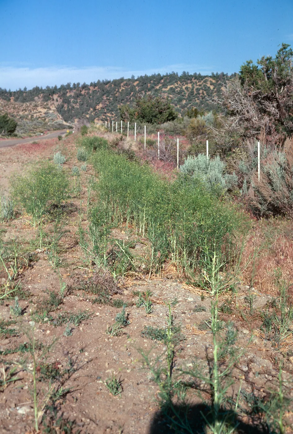 Sisymbrium, UCV above Ozena