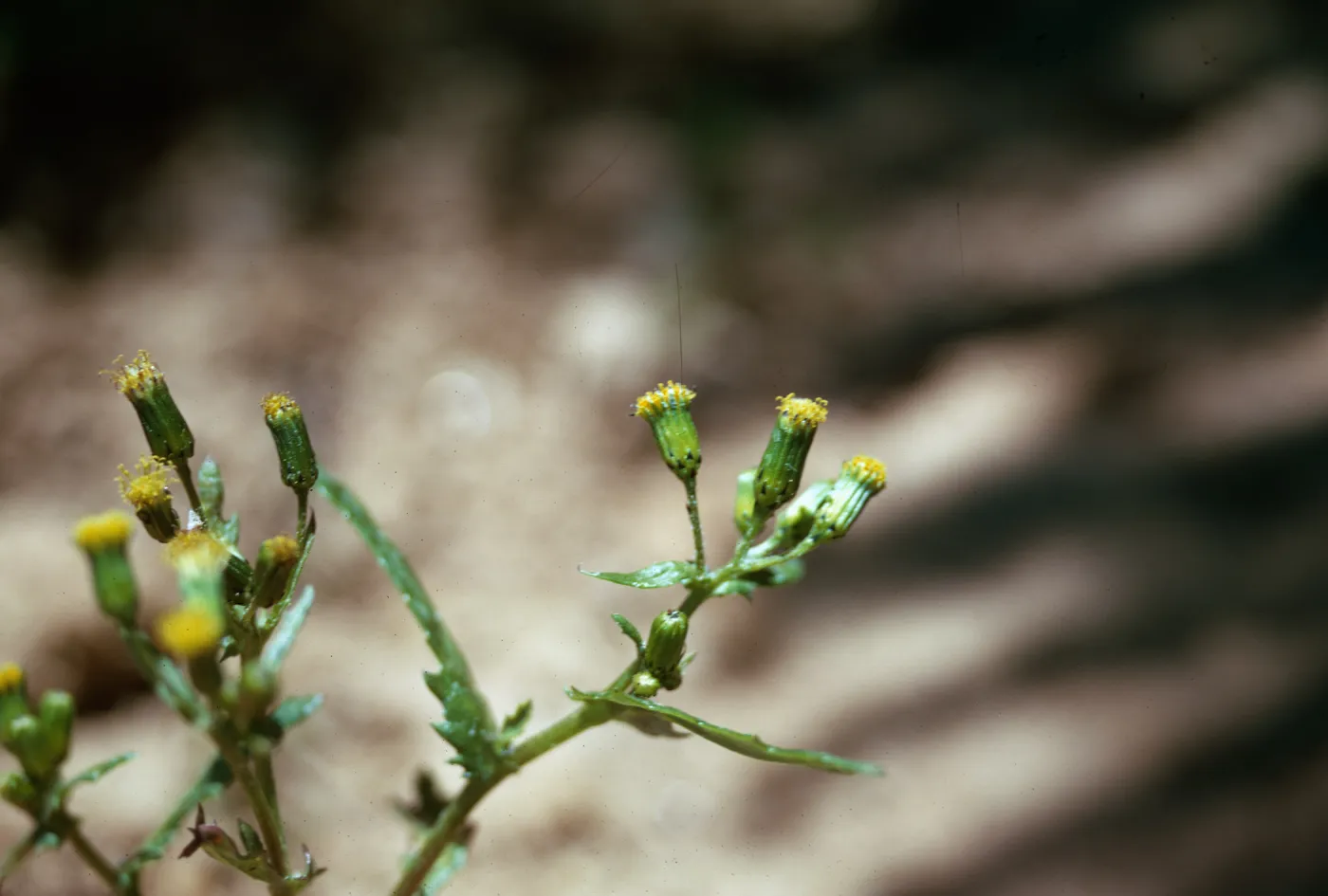 Senecio vulgaris