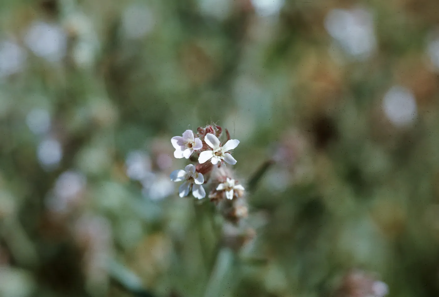 Silene gallica