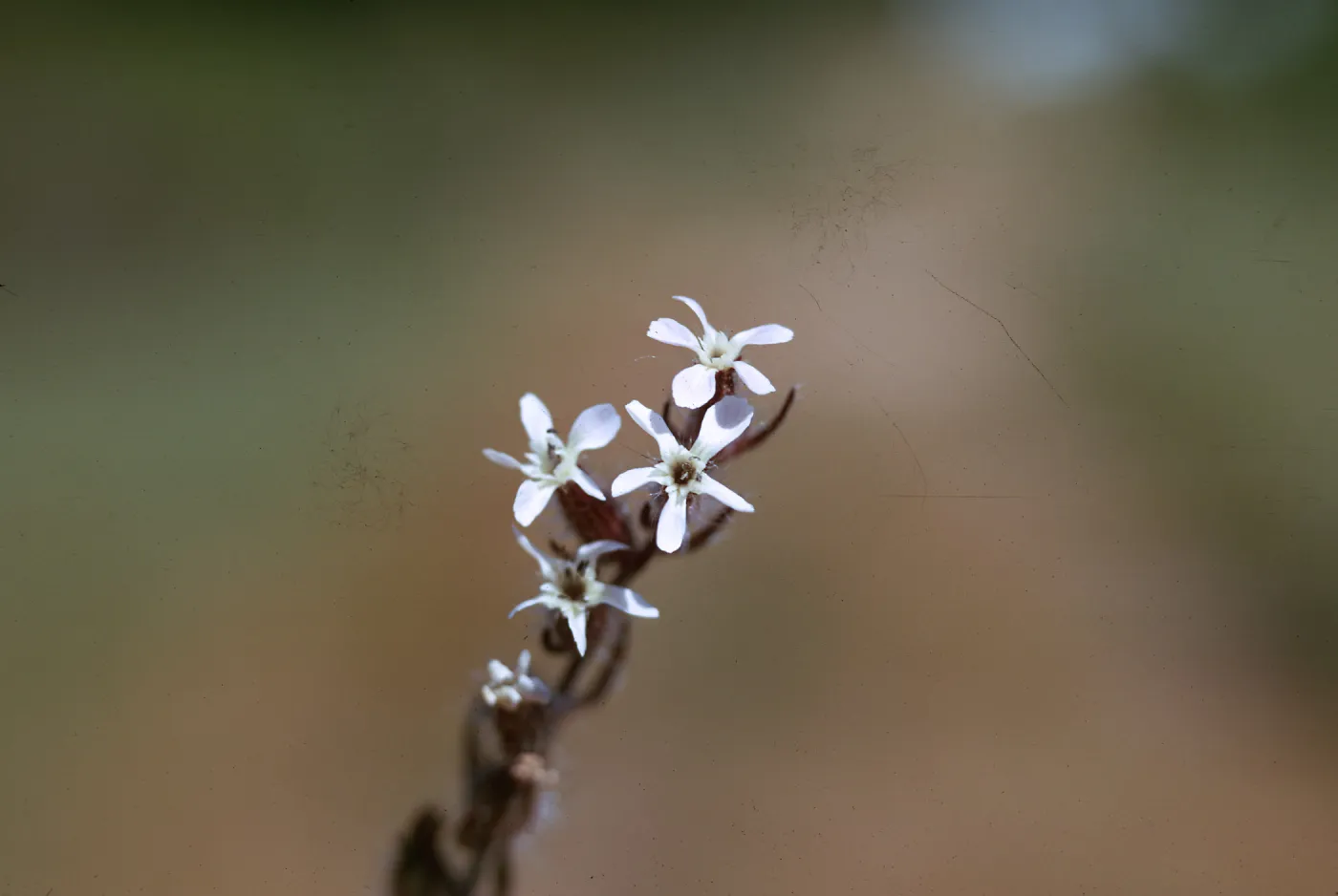 Silene gallica