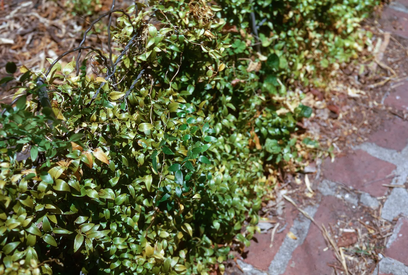 Smilax