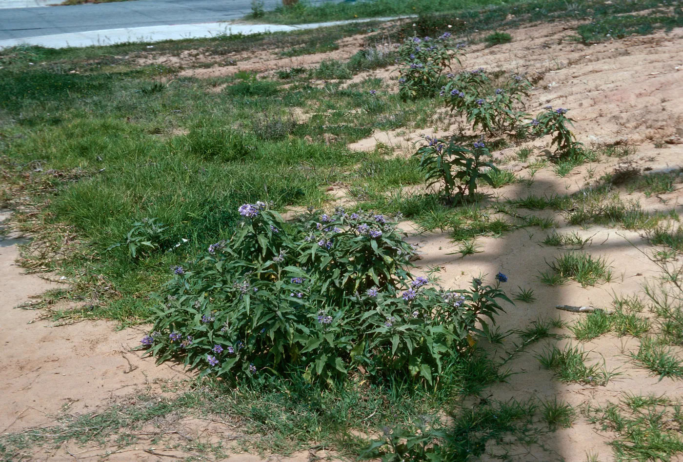 Solanum, E. De la Guerra & Laguna ?