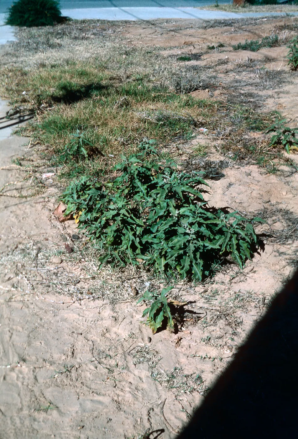Solanum, E. CaÃ±on Perdido