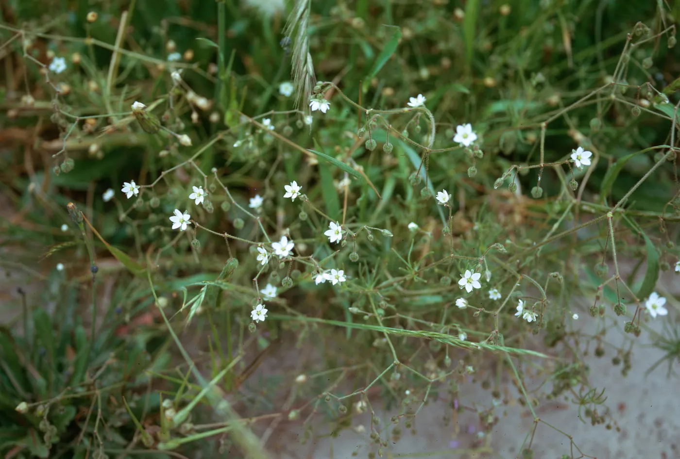 Sand Spurrey