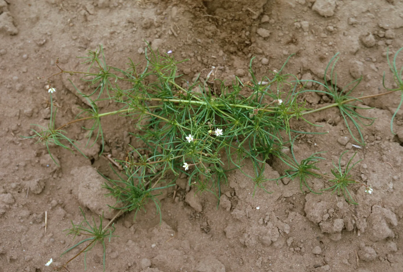 Sand Spurrey