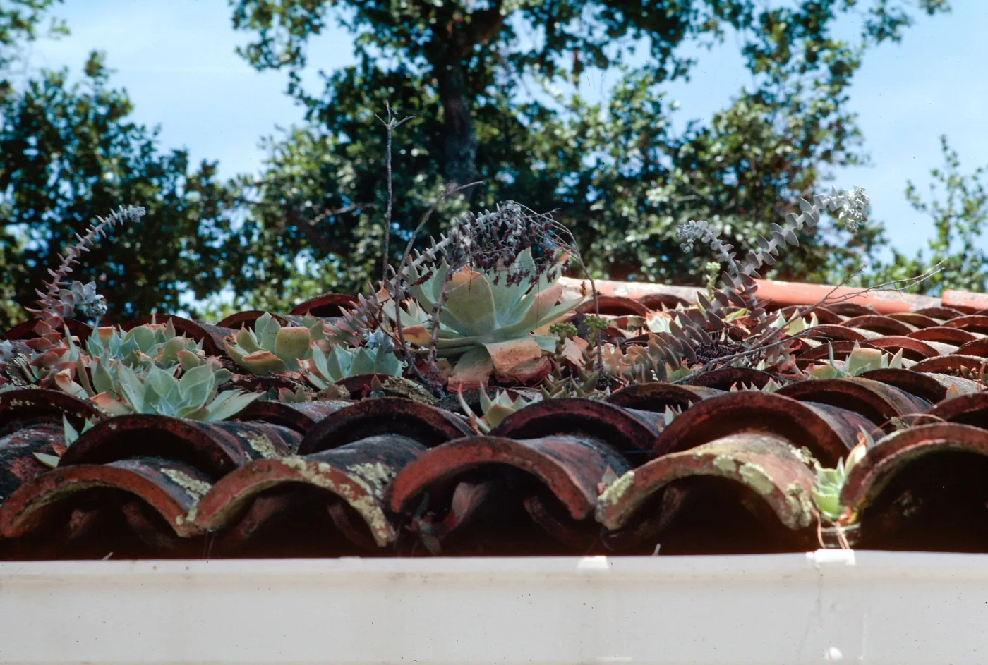 (Santa Barbara Museum)roof tiles with Dudleya (liveforevers)