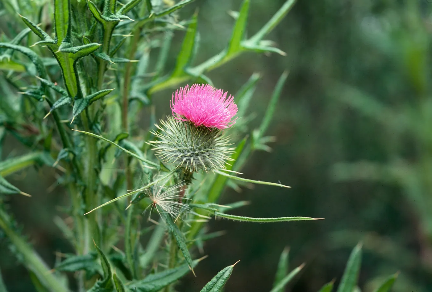 Bull Thistle