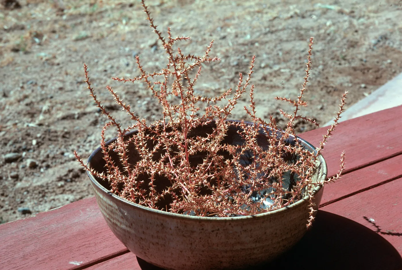 Salsola, arrangement