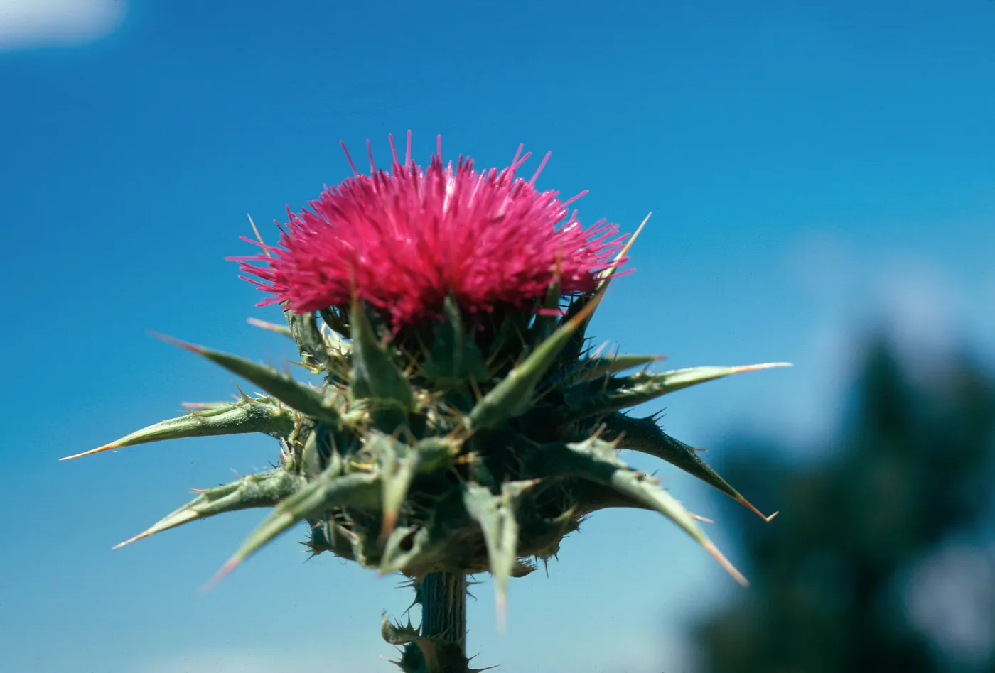 Milk Thistle flower