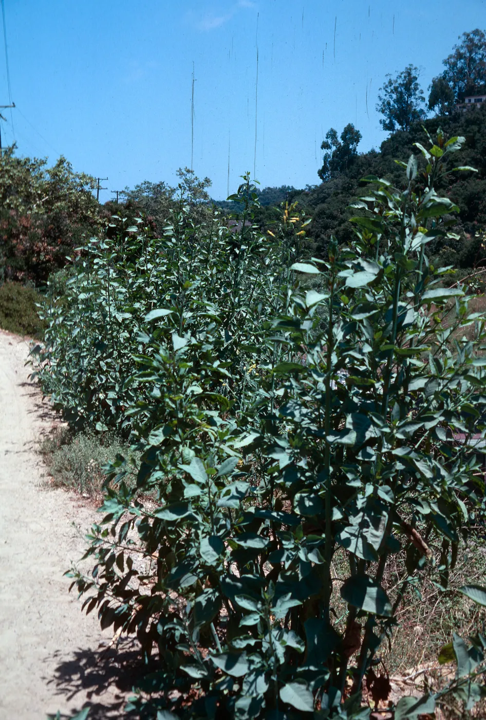 Tree Tobacco