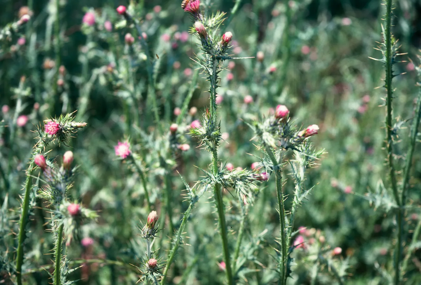 Italian Thistle