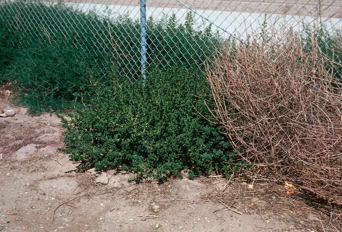 Amaranthus and Salsola