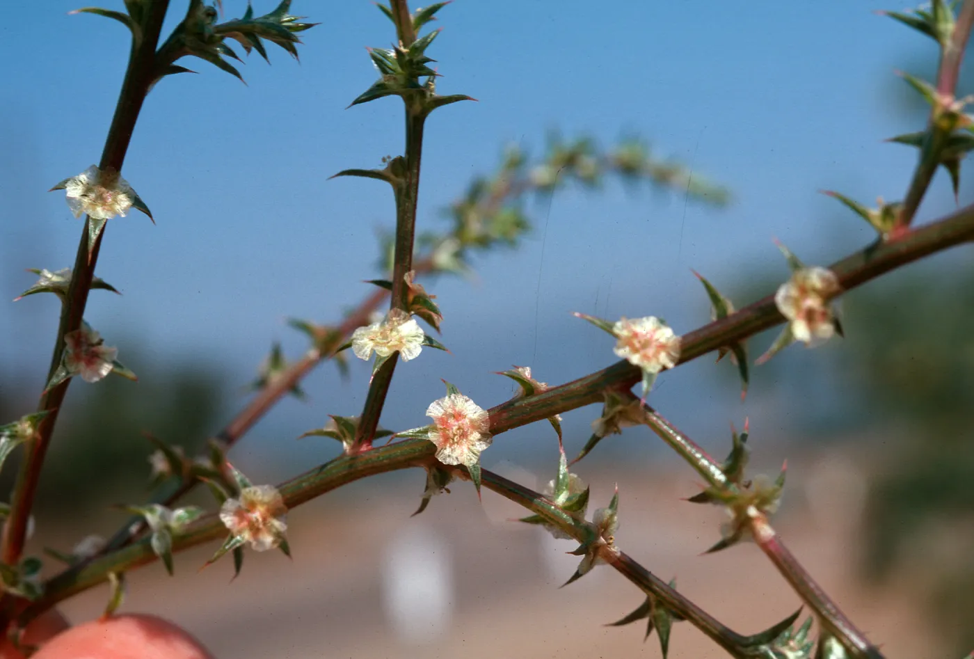 Russian Thistle