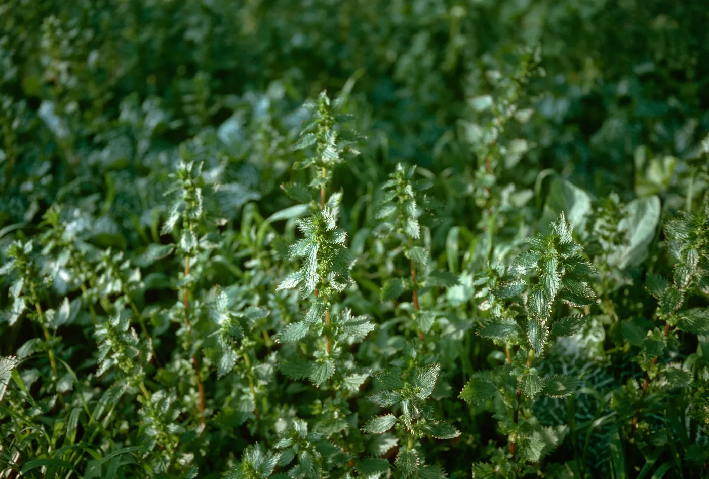 Urtica, Hollister