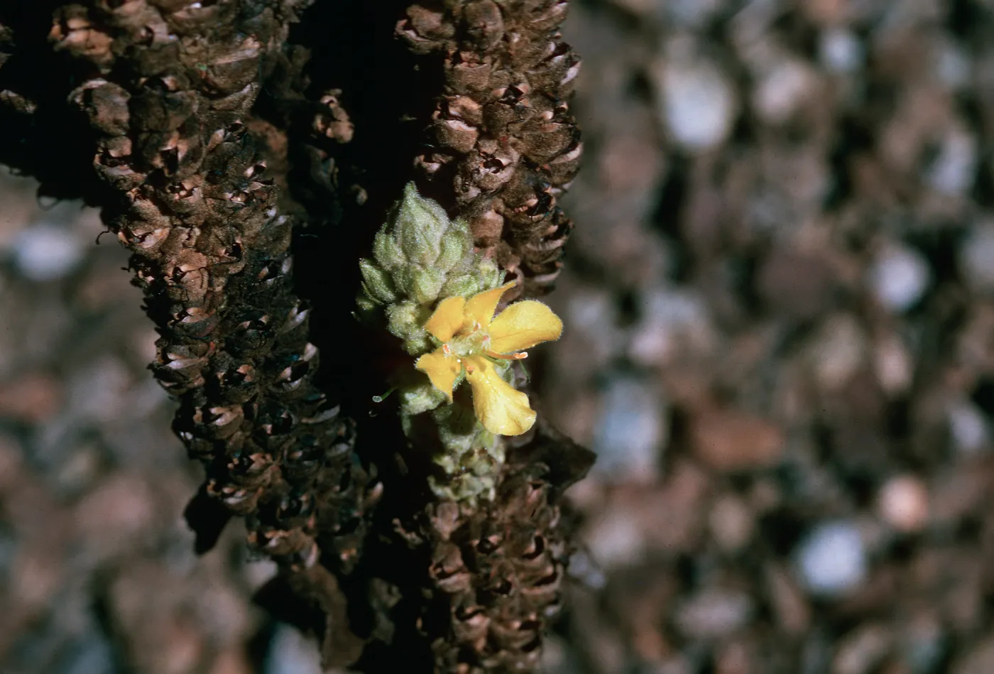 Verbascum thapsus