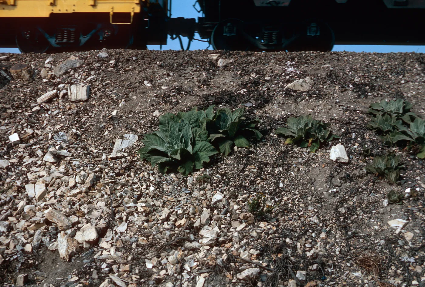 Verbascum, surf