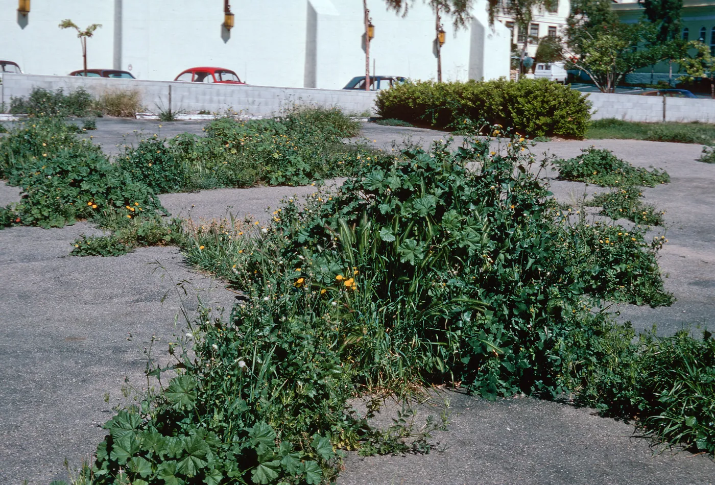 weeds, 1900 State