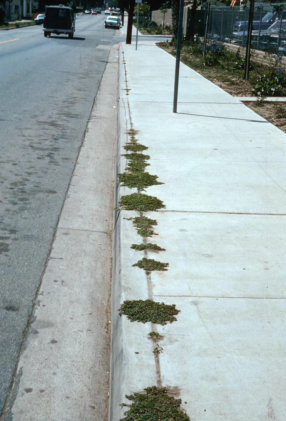 weeds, sidewalk, Haagen Printing