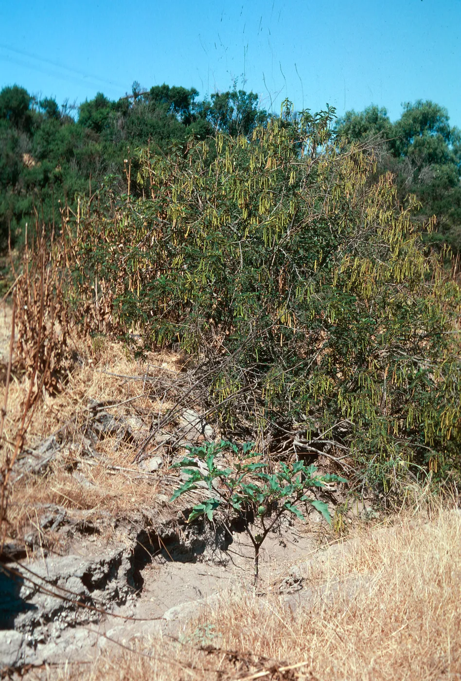 Cassia, Orcutt 