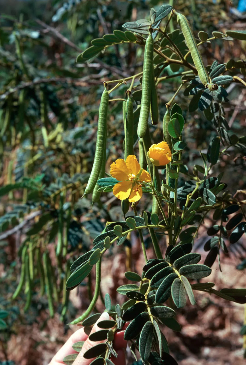 Cassia, Orcutt 
