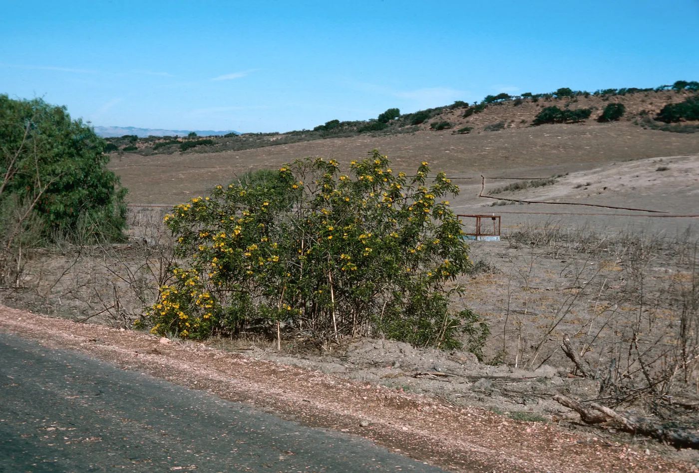 Cassia, Orcutt