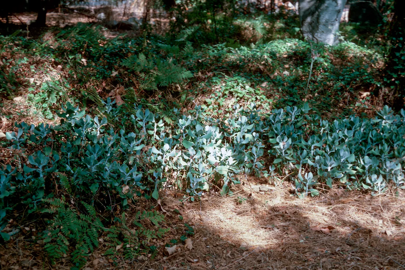 Cotyledon
