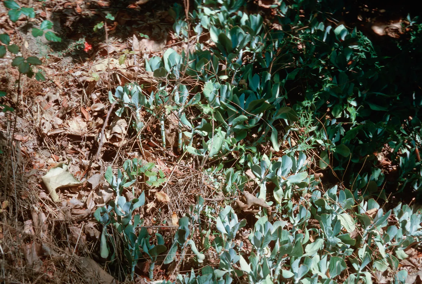 Cotyledon