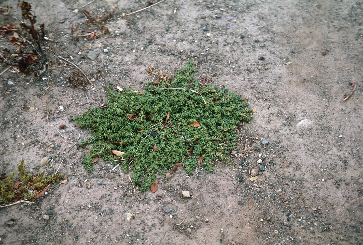 Coronopus ?
