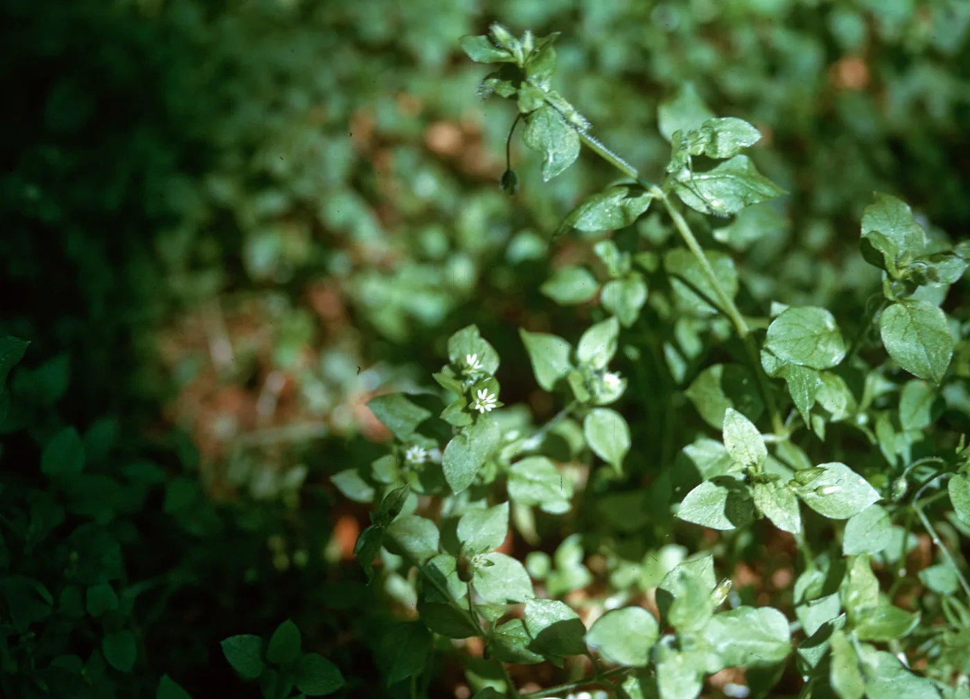 Chickweed