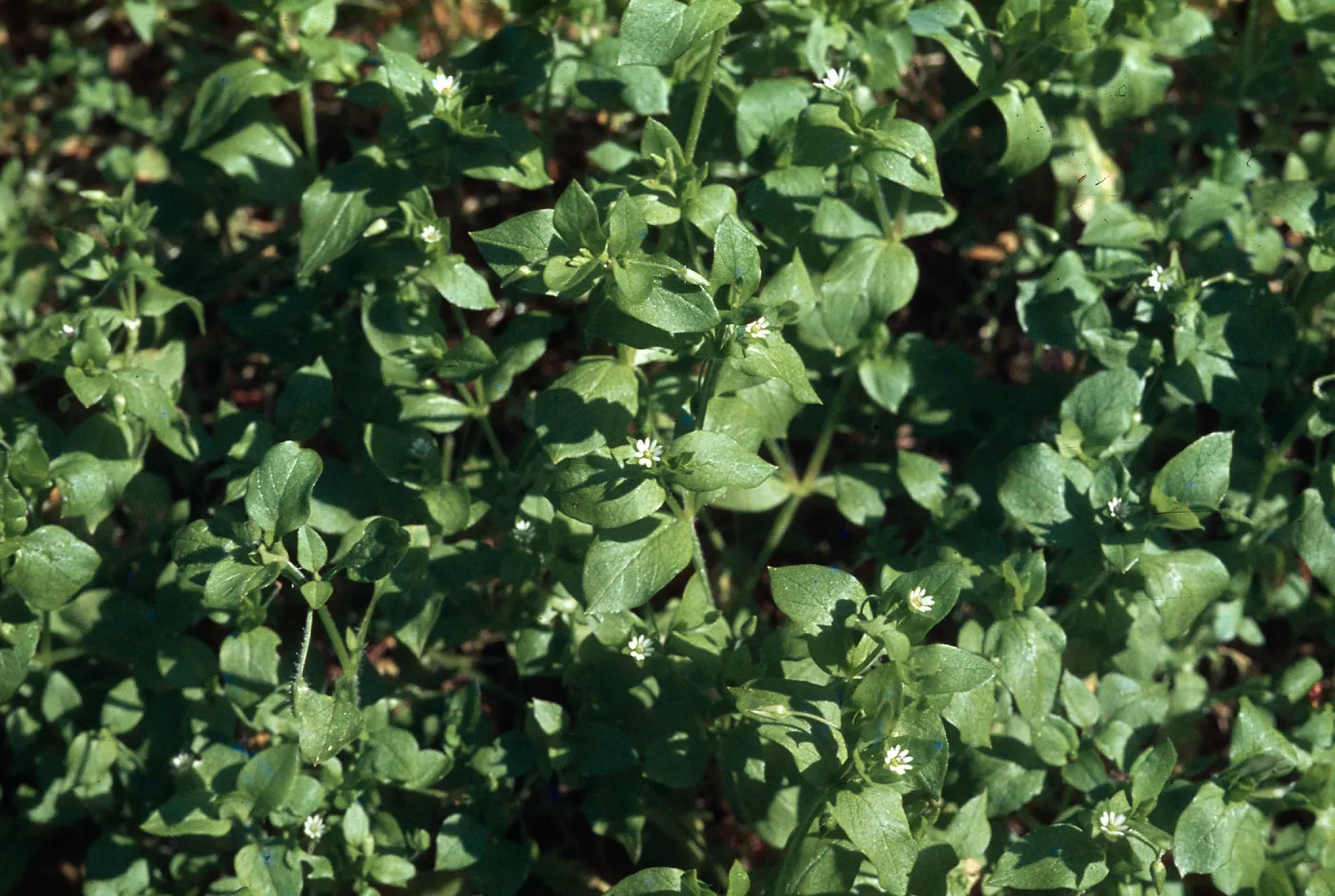 Chickweed