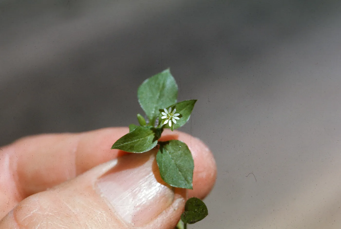 Chickweed