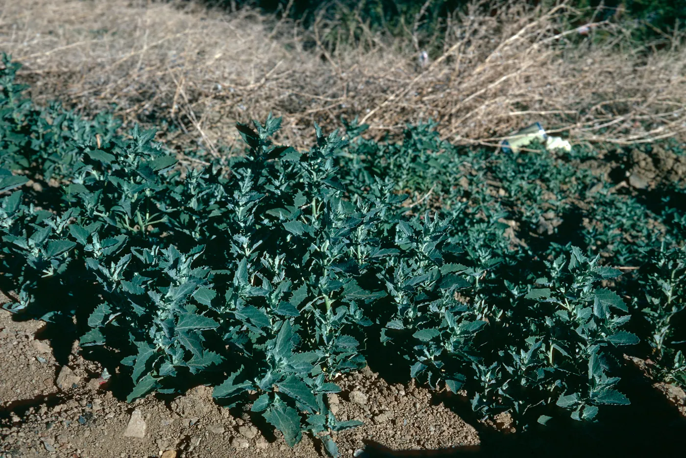 Chenopodium album