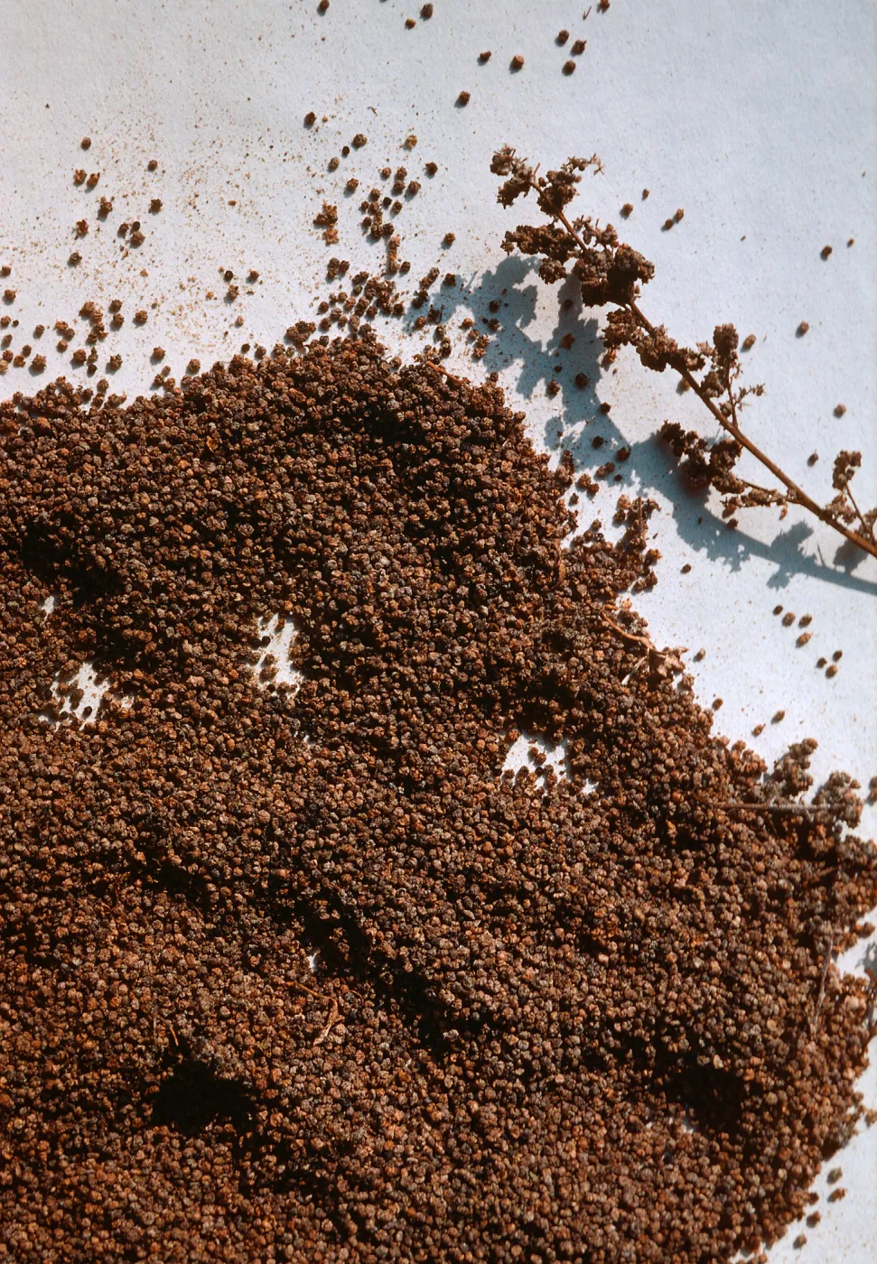 Chenopodium seed