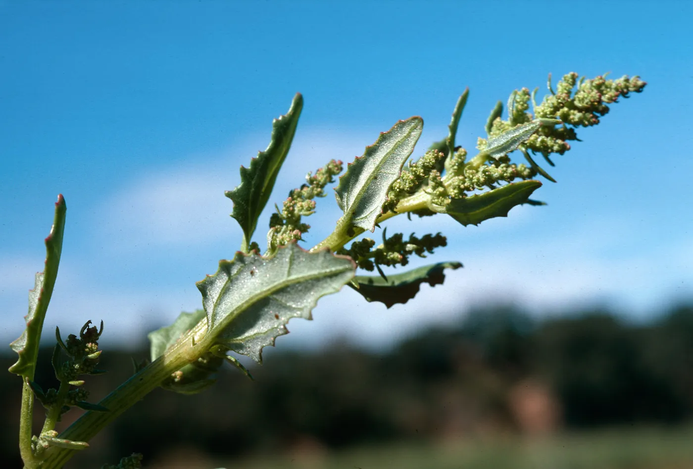 Chenopodium rubrum, upper Cachuma